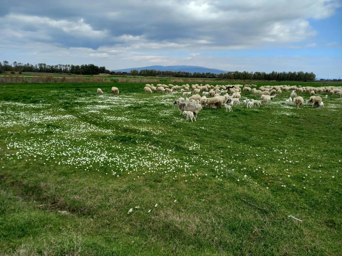 Farm stay Agriturismo Bachile Bertula Villa Riola Sardo